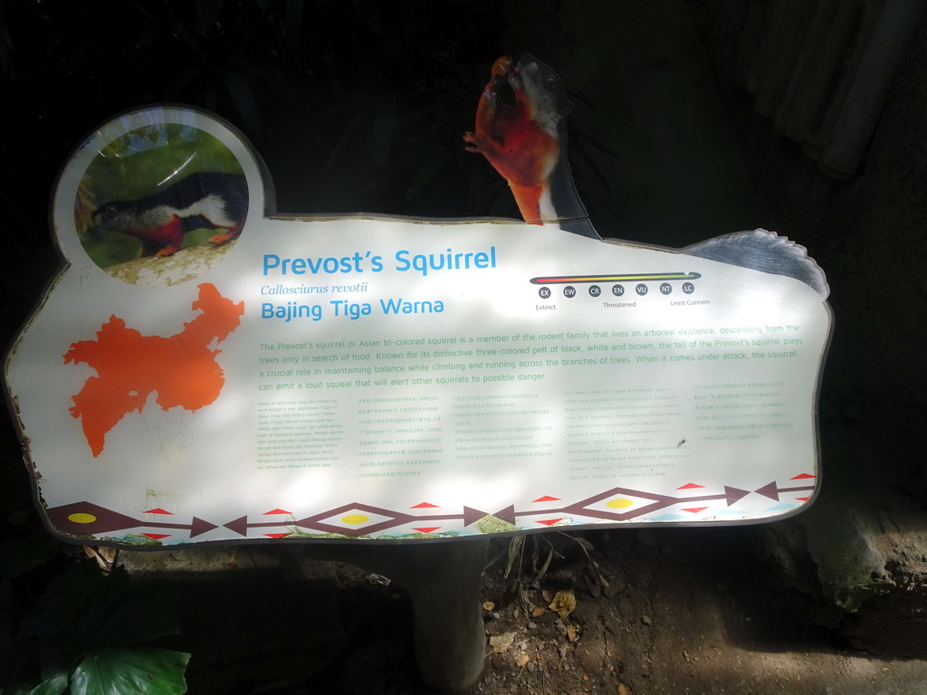 Explanation on the Prevost`s Squirrel at the Bali Safari & Marine Park