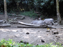 Babirusas, viewed from the safari bus at the Bali Safari & Marine Park