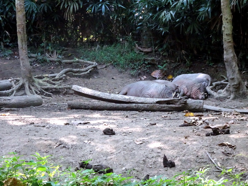 Babirusas, viewed from the safari bus at the Bali Safari & Marine Park