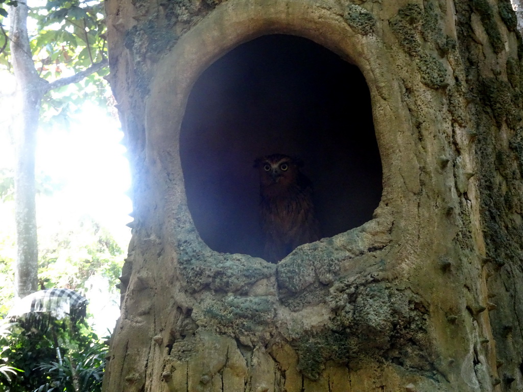 Owl, viewed from the safari bus at the Bali Safari & Marine Park