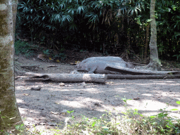 Babirusas, viewed from the safari bus at the Bali Safari & Marine Park