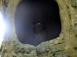 Owl, viewed from the safari bus at the Bali Safari & Marine Park