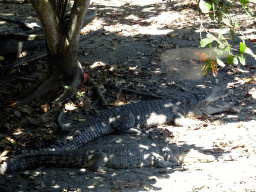 Crocodiles, viewed from the safari bus at the Bali Safari & Marine Park