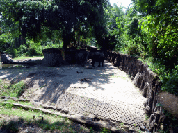 Sumatran Elephants, viewed from the safari bus at the Bali Safari & Marine Park