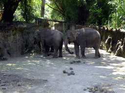 Sumatran Elephants, viewed from the safari bus at the Bali Safari & Marine Park
