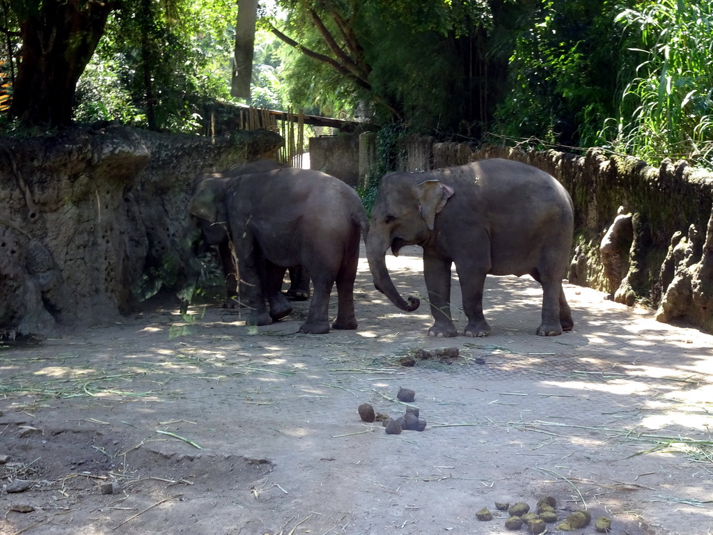 Sumatran Elephants, viewed from the safari bus at the Bali Safari & Marine Park