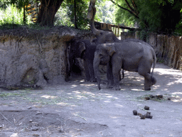 Sumatran Elephants, viewed from the safari bus at the Bali Safari & Marine Park