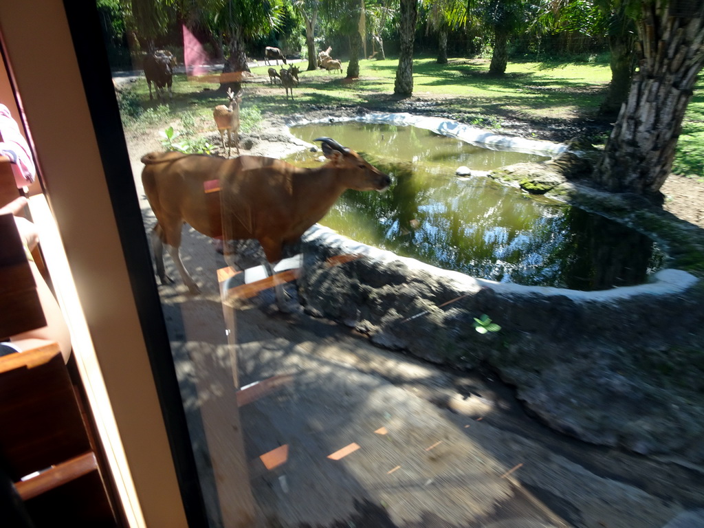 Bantengs and Javan Deers, viewed from the safari bus at the Bali Safari & Marine Park