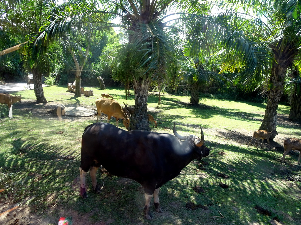 Bantengs and Javan Deers, viewed from the safari bus at the Bali Safari & Marine Park