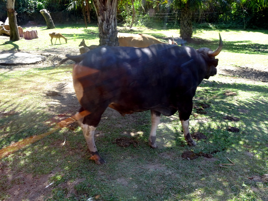 Bantengs and Javan Deers, viewed from the safari bus at the Bali Safari & Marine Park