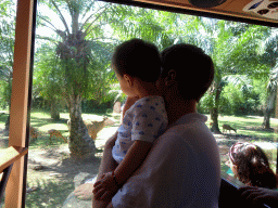 Tim and Max in the safari bus at the Bali Safari & Marine Park, with a view on Javan Deers