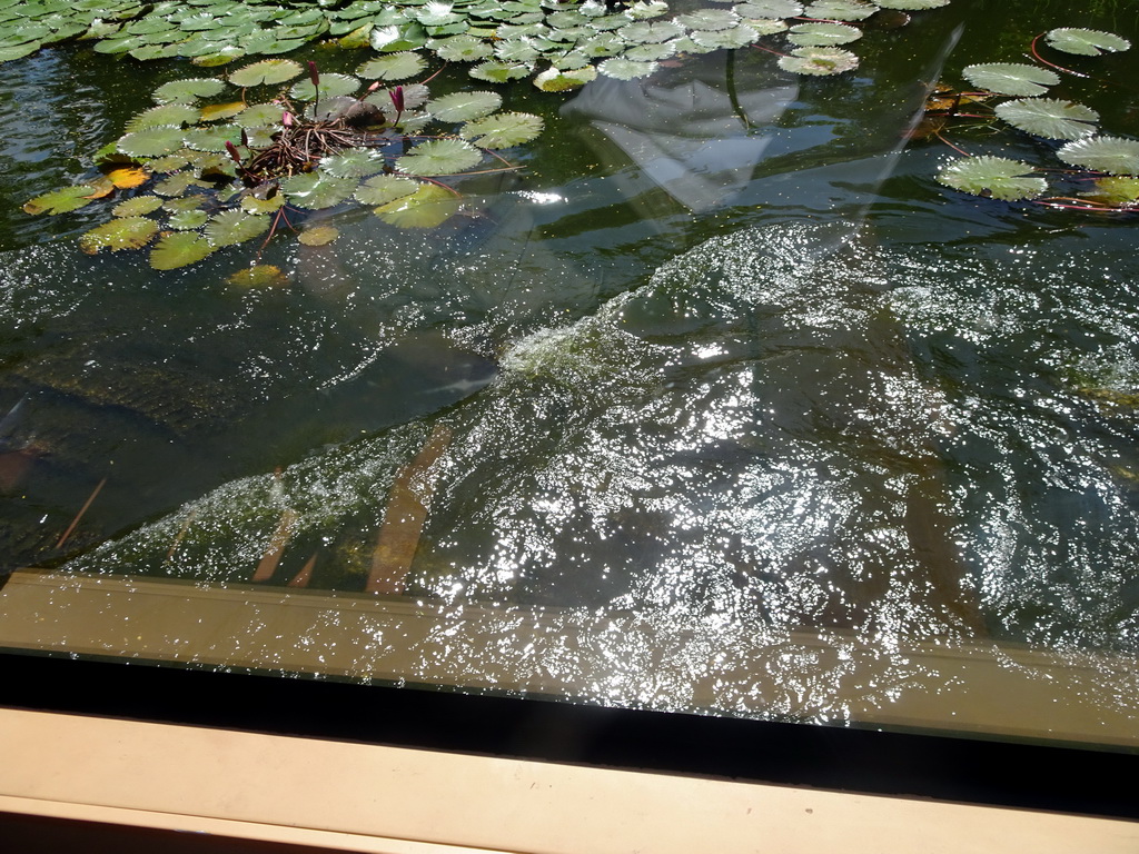 River being crossed, viewed from the safari bus at the Bali Safari & Marine Park