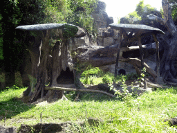 Sun Bear, viewed from the safari bus at the Bali Safari & Marine Park