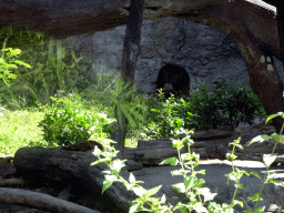 Sun Bear, viewed from the safari bus at the Bali Safari & Marine Park