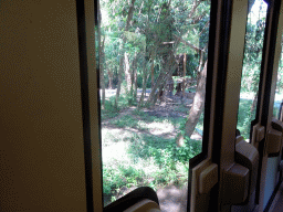 Tigers, viewed from the safari bus at the Bali Safari & Marine Park