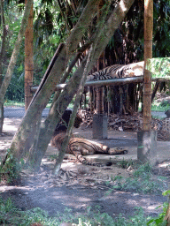 Tigers, viewed from the safari bus at the Bali Safari & Marine Park