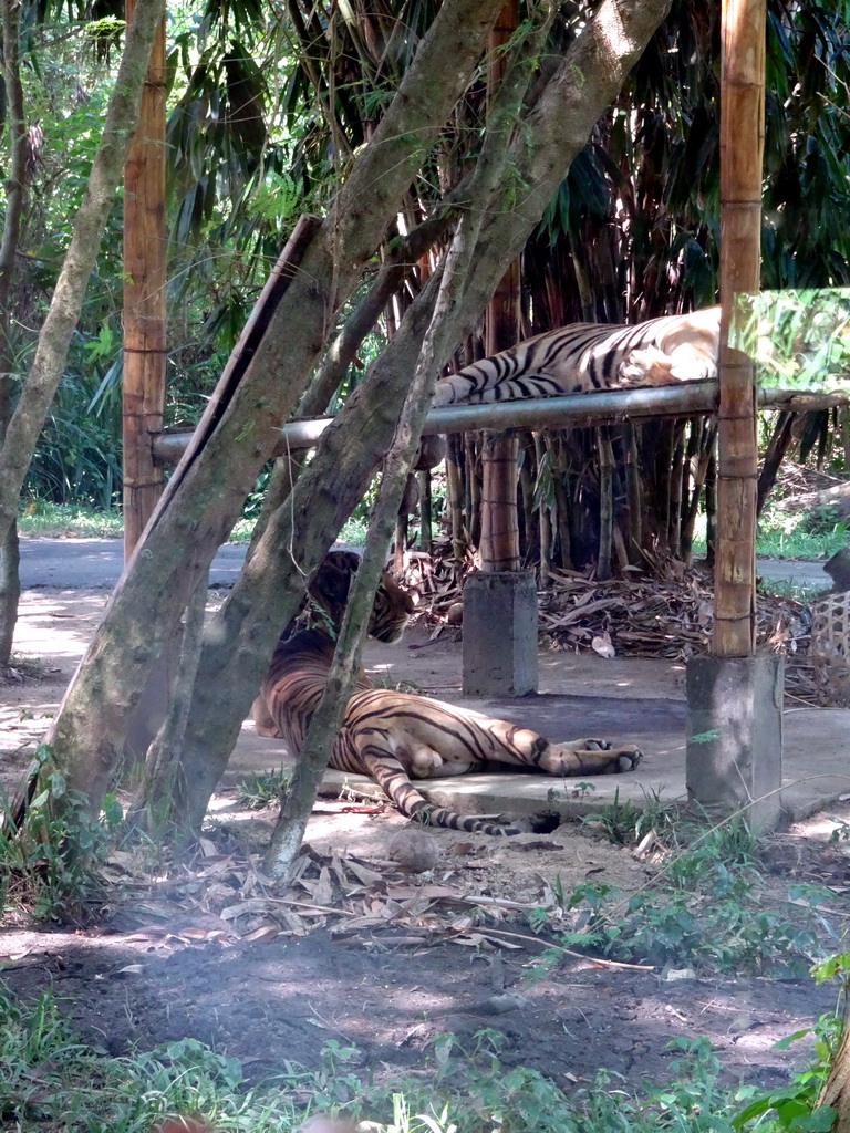 Tigers, viewed from the safari bus at the Bali Safari & Marine Park