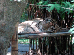 Tiger, viewed from the safari bus at the Bali Safari & Marine Park