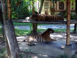 Tigers, viewed from the safari bus at the Bali Safari & Marine Park