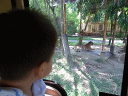 Max in the safari bus at the Bali Safari & Marine Park, with a view on Tigers