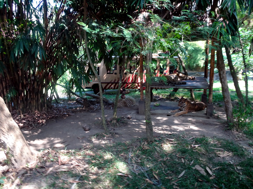 Tigers, viewed from the safari bus at the Bali Safari & Marine Park