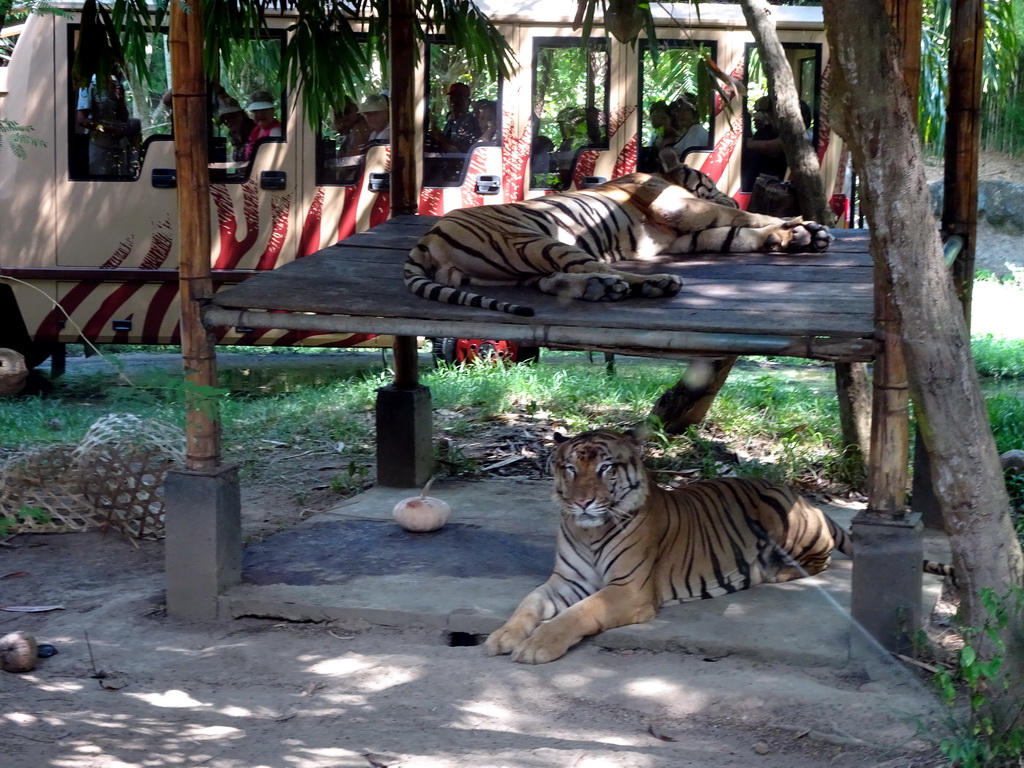 Tigers, viewed from the safari bus at the Bali Safari & Marine Park