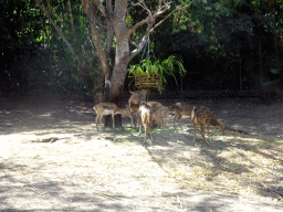 White Spotted Deers, viewed from the safari bus at the Bali Safari & Marine Park