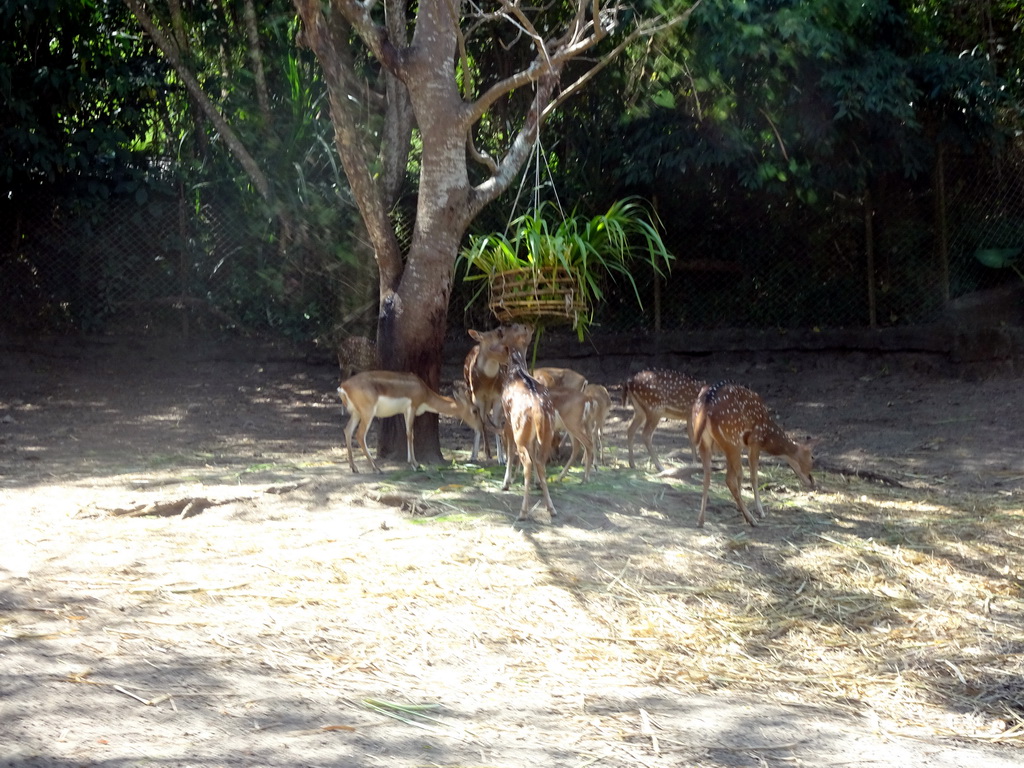 White Spotted Deers, viewed from the safari bus at the Bali Safari & Marine Park