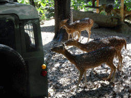 White Spotted Deers, viewed from the safari bus at the Bali Safari & Marine Park