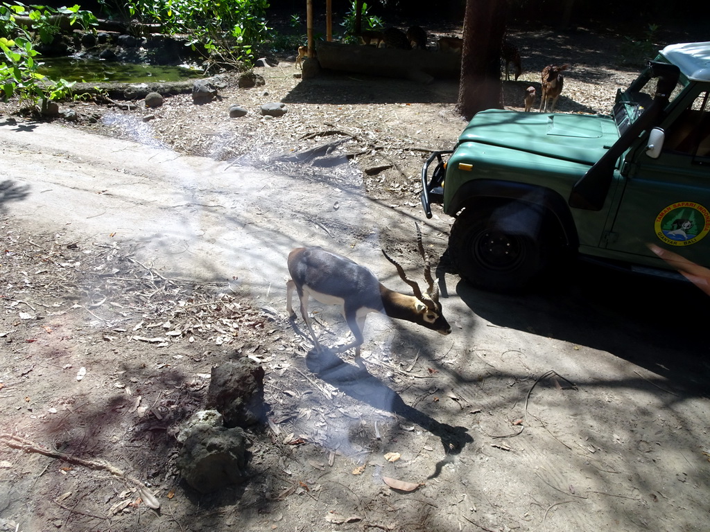 Black Buck and White Spotted Deers, viewed from the safari bus at the Bali Safari & Marine Park