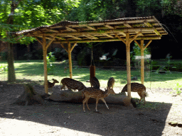 White Spotted Deers, viewed from the safari bus at the Bali Safari & Marine Park
