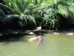 Hippopotamuses, viewed from the safari bus at the Bali Safari & Marine Park