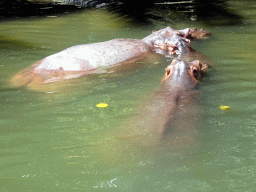 Hippopotamuses, viewed from the safari bus at the Bali Safari & Marine Park