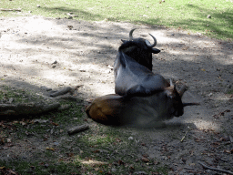 Wildebeests, viewed from the safari bus at the Bali Safari & Marine Park