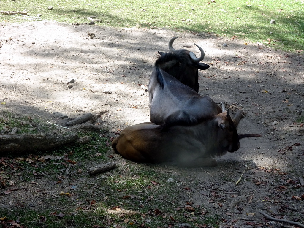 Wildebeests, viewed from the safari bus at the Bali Safari & Marine Park