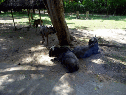 Wildebeests and Lechwe, viewed from the safari bus at the Bali Safari & Marine Park