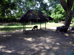 Wildebeest and Lechwe, viewed from the safari bus at the Bali Safari & Marine Park