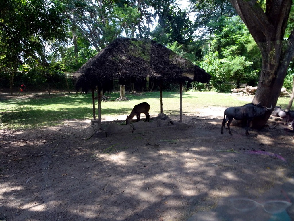 Wildebeest and Lechwe, viewed from the safari bus at the Bali Safari & Marine Park