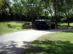 Lechwe, viewed from the safari bus at the Bali Safari & Marine Park