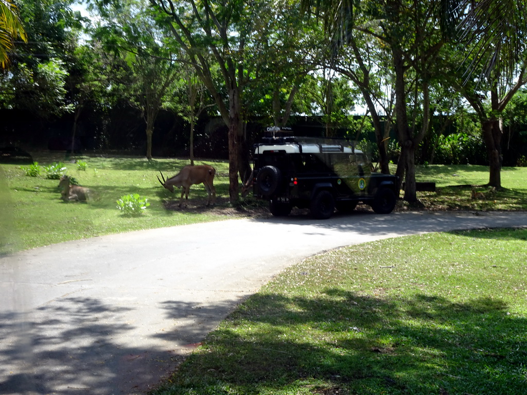 Lechwe, viewed from the safari bus at the Bali Safari & Marine Park