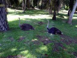 Ostriches, viewed from the safari bus at the Bali Safari & Marine Park