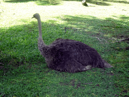 Ostrich, viewed from the safari bus at the Bali Safari & Marine Park