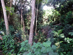 Jungle, viewed from the safari bus at the Bali Safari & Marine Park