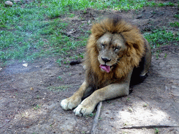 Lion, viewed from the safari bus at the Bali Safari & Marine Park