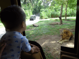 Max in the safari bus at the Bali Safari & Marine Park, with a view on a Lion