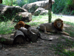 Lions, viewed from the safari bus at the Bali Safari & Marine Park