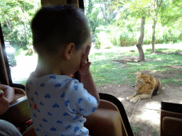 Max in the safari bus at the Bali Safari & Marine Park, with a view on a Lion