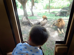 Max in the safari bus at the Bali Safari & Marine Park, with a view on Lions