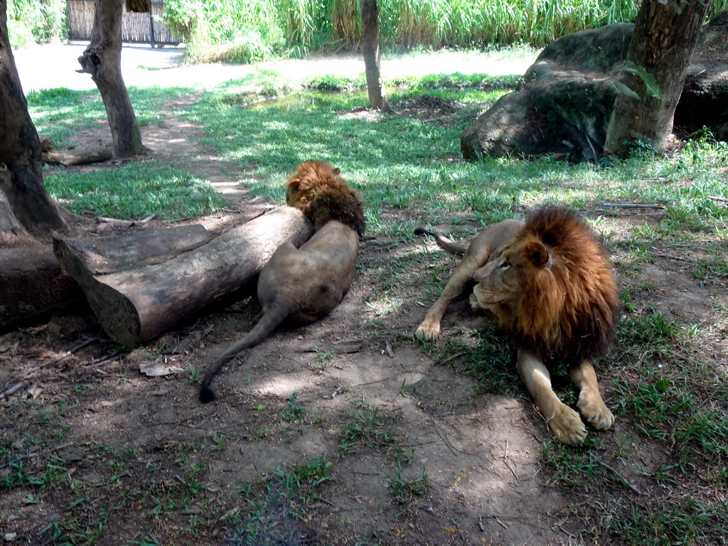 Lions, viewed from the safari bus at the Bali Safari & Marine Park