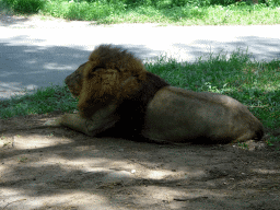 Lion, viewed from the safari bus at the Bali Safari & Marine Park